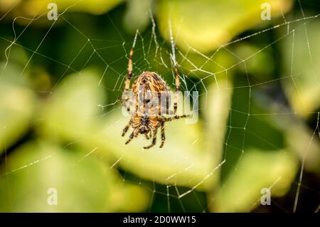 Garden Spider on web Stock Photo