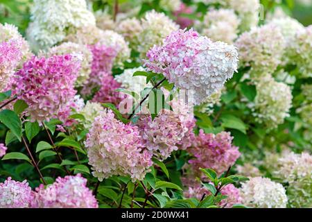 Flowering Hydrangea paniculata Vanille Fraise with pink and white blooms Stock Photo