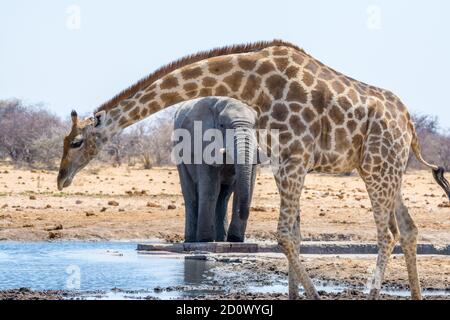 three-horned giraffe, Giraffa camelopardalis, and African bush elephant, Loxodonta africana, Etosha National Park, Namibia