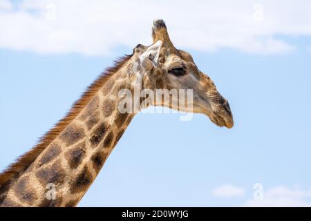 three-horned giraffe, Giraffa camelopardalis, Etosha National Park, Namibia Stock Photo