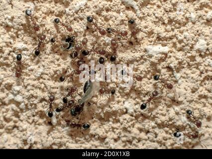 An ants nest on a wall with many ants going in and out of the nest Stock Photo