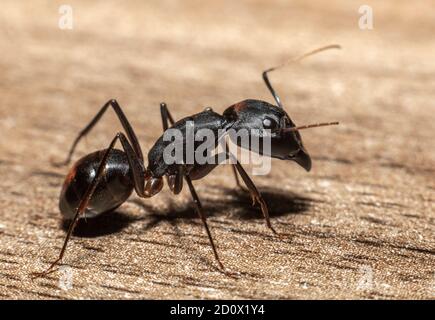 Camponotus xerxes, the Giant Black Ant found in the Unites Arab