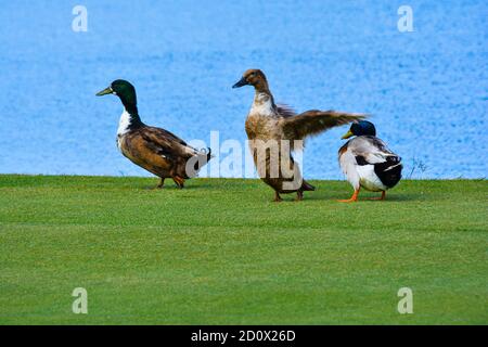 Three ducks on the golf course. With a backdrop of lake and grass Stock Photo