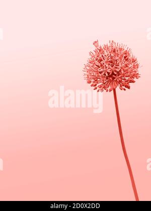 Trend photography on the theme of the actual colors for this season - a shade of orange. A collage on which the flower is an allium gladiator is place Stock Photo