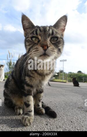 Gatto Isola di Ventotene - Ventotene Island cat Stock Photo