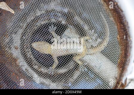 A small lizard hangs upside down on a steel net. The eastern gecko get stuck over a sewer where water flows, Thailand. Stock Photo