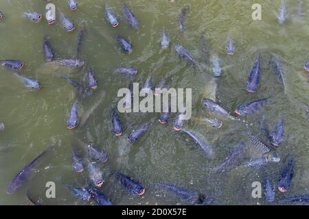 A flock of fishes - carps in water waiting for feeding. Stock Photo