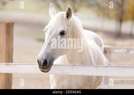 white horse stallion. beautiful horse in the corral. Stock Photo