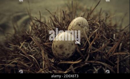 Close-up Two Small Eggs with Birds Nest in Nature Wildlife Stock Photo