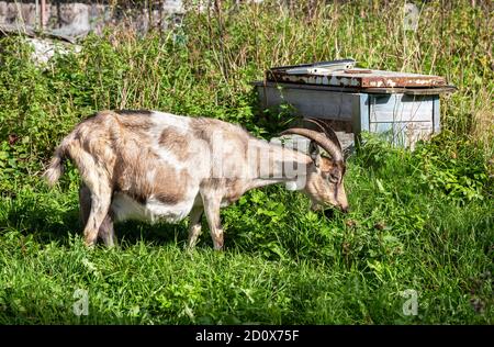 Big goat at the village walking on the grass in summertime Stock Photo