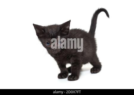 Small angry black kitten isolated on white background Stock Photo