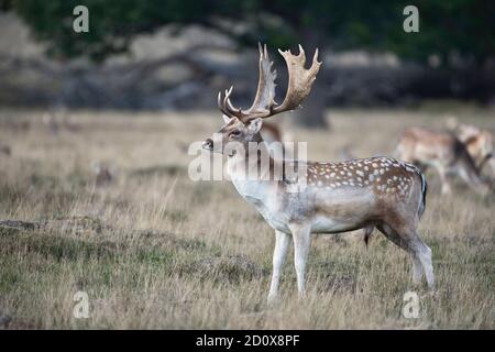Fallow deer (Dama dama) male, usually known as a buck, at the start of the rutting or breeding season Stock Photo
