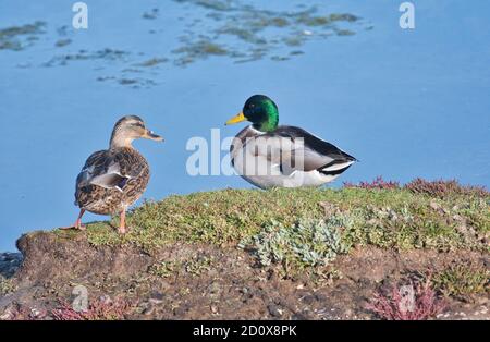 A pair of mallards (Anas platyrhynchos), with the female on the left and male on the right. Stock Photo