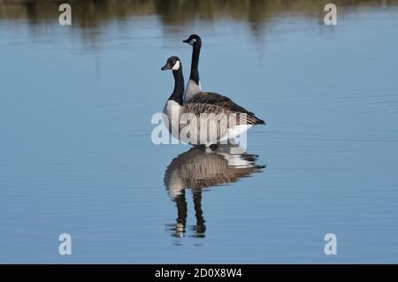 Canada goose (Branta canadensis), a pair of birds with their reflections in the water on a still, clear day Stock Photo