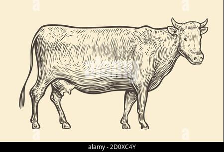 Cow. Hand drawn sketch vintage vector illustration Stock Vector