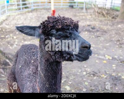 view of an alpaca with black fur, latin Vicugna pacos Stock Photo