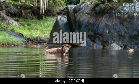 Large grizzly bear standing in the water with ripples and reflections, Khutzeymateen, BC Stock Photo