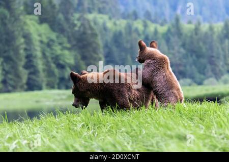 Nervous grizzly cub clinging to mother's back in a sedge grass meadow, Khutzeymateen estuary, BC Stock Photo