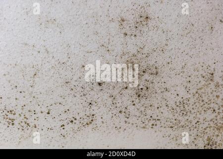 Spot of mold, mould, mildew or fungas on the white plaster surface of ceiling inside room. Stock Photo