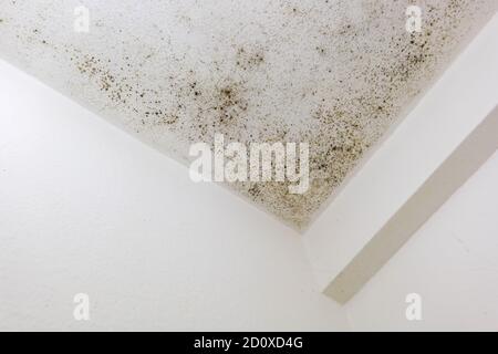 Spot of mold, mould, mildew or fungas on the white plaster surface of ceiling inside room. Stock Photo