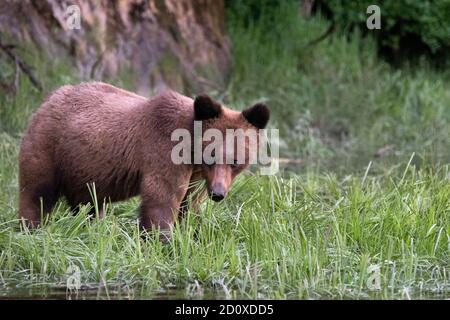 Adult grizzly bear feeding on sedge grass by the shoreline, Khutzeymateen Inlet, BC Stock Photo