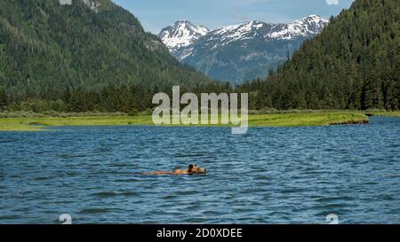 Grizzly bear swimming between patches of sedge grass on a rising tide, Khutzeymateen, BC Stock Photo