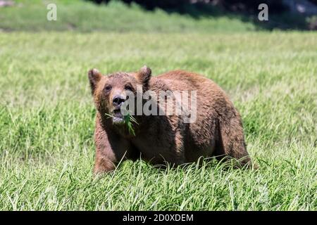 Adult grizzly bear feeding in a sedge grass meadow, Khutzeymateen, BC Stock Photo