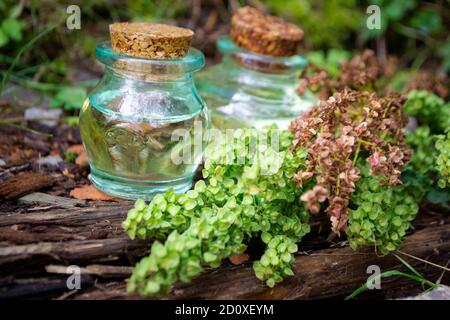 Medical plant rumex confertus with green and broun seeds. Essential oil. Useful herb forest sorrel for use in alternative medicine. Stock Photo