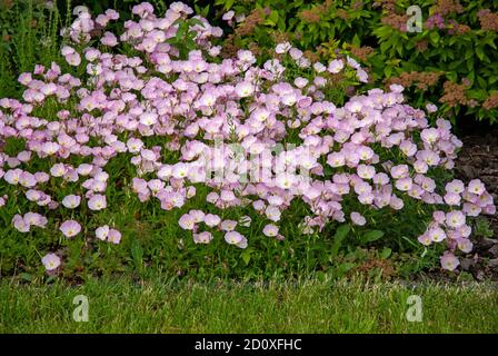 Pink Evening Primrose flowers (Oenothera speciosa) in summer garden Stock Photo