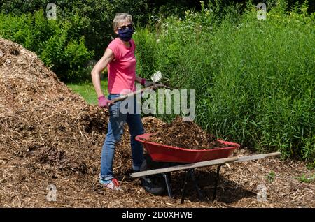 Woman working in community garden filling wheelbarrow with woodchips using a pitchfork, Yarmouth, ME Stock Photo