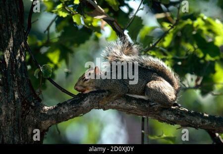 Gray squirrel peacefully sleeping on a tree branch on a summer afternoon among green leaves, Missouri, USA Stock Photo