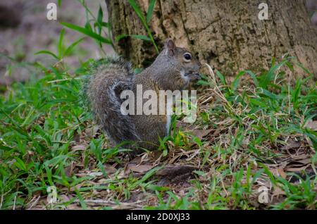 Gray squirrel standing upright on forest floor eating next to tree, side view,  Maine, USA Stock Photo
