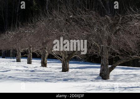Row of apple trees in winter orchard, North Yarmouth Maine, USA Stock Photo