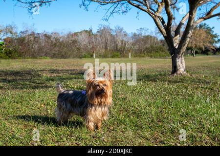 A small Yorkshire terrier with gold brown long hair stands on a grass area of a golf course. There's a tall tree to the right of the domestic animal. Stock Photo