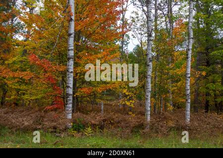 Autumn Nature Background. Vibrant autumn colors on sugar maple saplings and birch trees in a northern hardwoods forest. Stock Photo