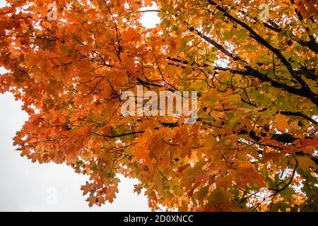 Gorgeous fall colors in the autumn on a sugar maple in October. Stock Photo