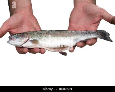 Freshly gutted and cleaned rainbow trout held in two hands isolated against a white background. Stock Photo
