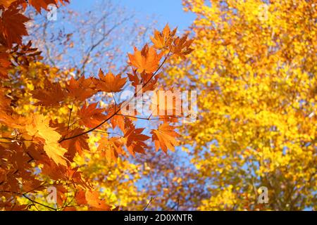 Beautiful and lovely red and yellow autumn maple leaves against blue sky wallpaper background, Tsuta Onsen, Aomori, Japan, Asia, Soft Focus Stock Photo
