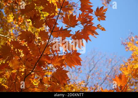 Beautiful and lovely red and yellow autumn maple leaves against blue sky wallpaper background, Tsuta Onsen, Aomori, Japan, Asia, Soft Focus Stock Photo