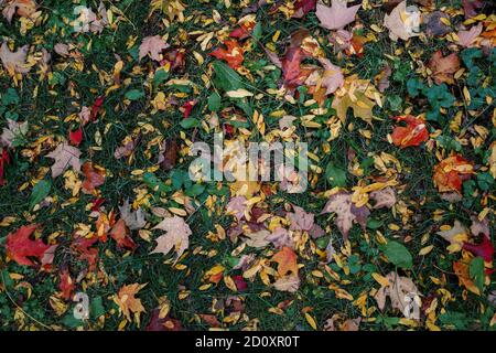 A variety of leaves of yellow, orange and red colors have fallen on green grass and other ground plants in an overhead view. Stock Photo