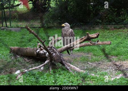 White-tailed eagle in a zoo Stock Photo