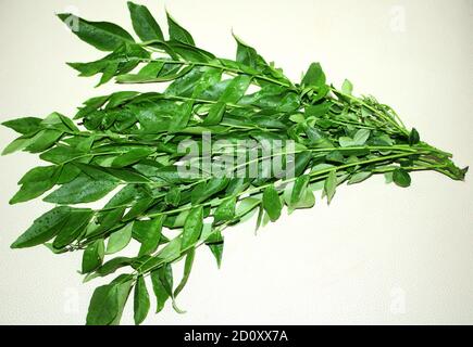 healthy Curry leaves stock images Stock Photo