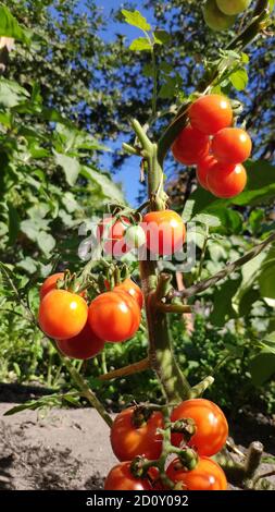 Fresh bunch of red natural tomatoes on branch in organic vegetable garden, selective focus, copy space Stock Photo