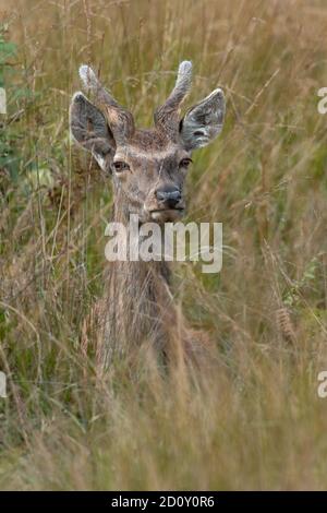 Young male Red Deer (Cervus elaphus) in long grass Stock Photo