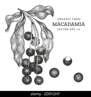 Hand drawn macadamia branch and kernels. Organic food vector illustration on white background. Retro nut illustration. Engraved style botanical pictur Stock Vector