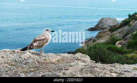 A Seagull sits on a rock against the blue sea. Stock Photo