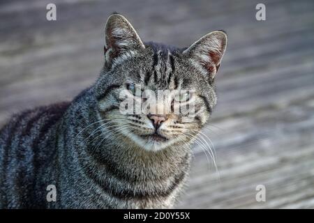 Head of classic grey tabby cat looking at the camera. Ariege, France Stock Photo