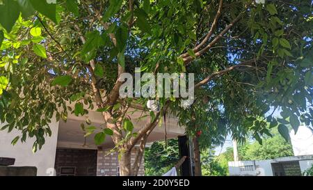 Awesome fresh green leaves. Beautiful various home interior plants. Green field landscape. Stock Photo