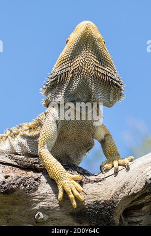 Central Bearded Dragon basking on a log Stock Photo