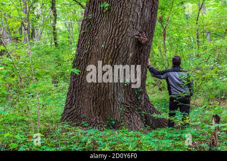 Man by an old big tree in green forest Stock Photo